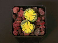 Lithops bromfieldii v. insularis 'Sulphurea'